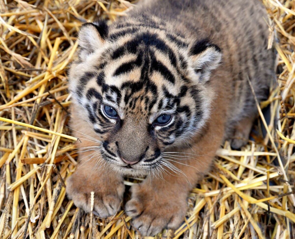La cucciola di tigre di Sumatra nata al Bioparco cerca un nome