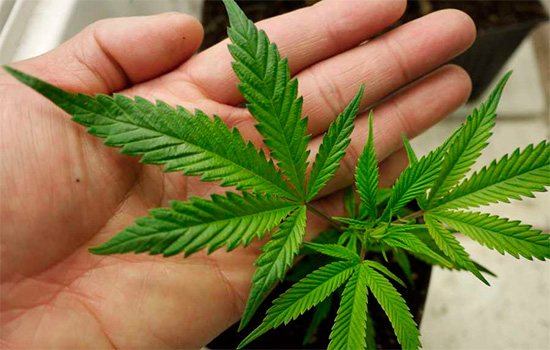 Cannabis diffusa tra il 30% degli studenti delle superiori