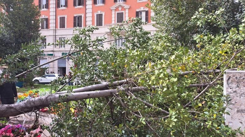 Crollo albero Piazza Bologna