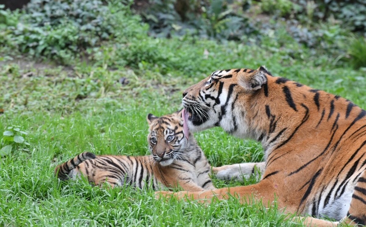 Kala, cucciola di tigre nata al Bioparco, finalmente visibile al pubblico