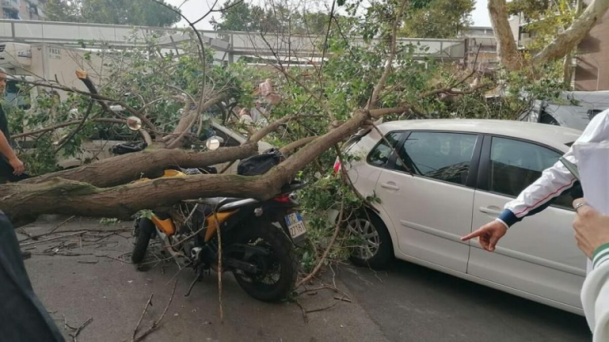 Albero crollato a Marconi