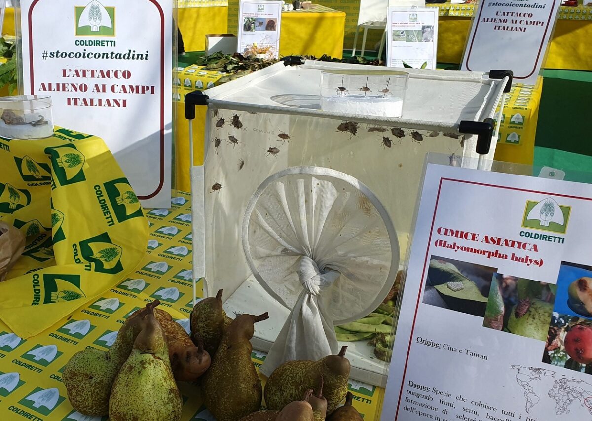 Lotta nel Lazio alla cimice e cimice asiatica