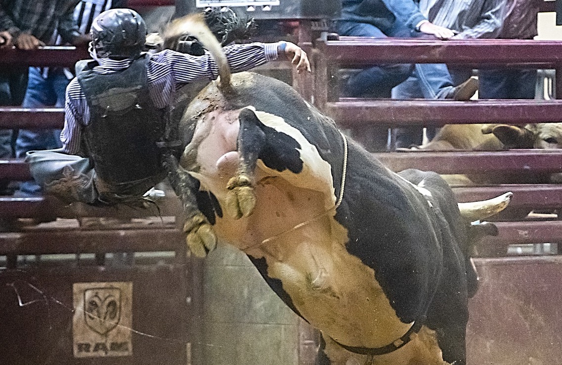 Un rodeo con monta di tori in violazione del Regolamento comunale