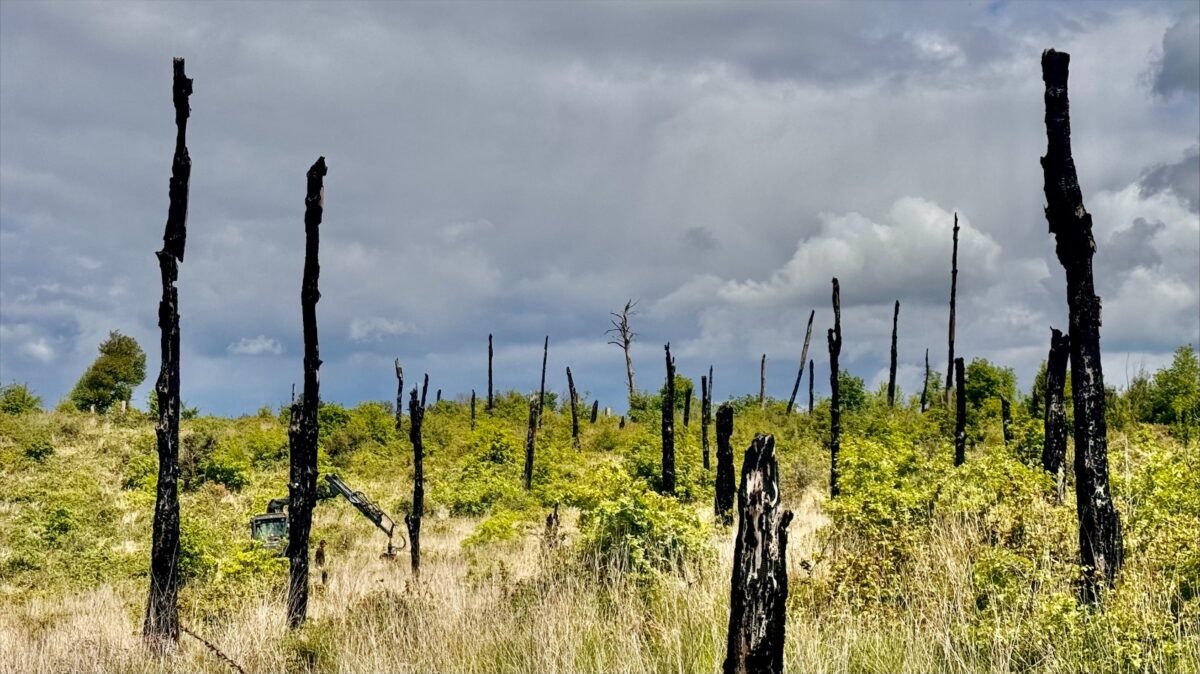 Progetto di recupero all'interno del Parco di Bracciano e Martignano al via