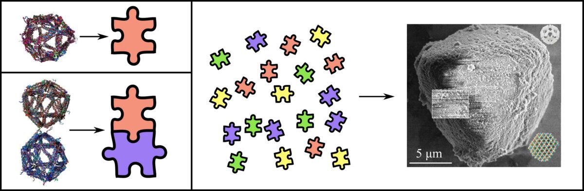 Costruire strutture complesse con mattoncini di DNA