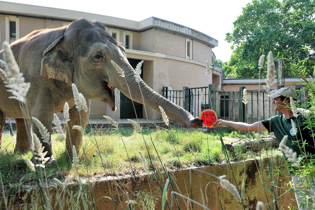 Le iscrizioni al centro estivo del Bioparco sono aperte