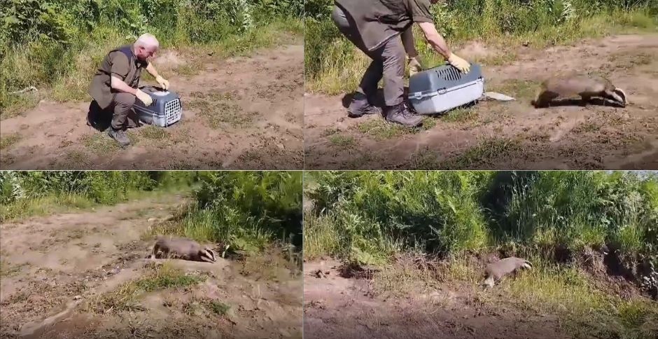 Un Tasso liberato nel Parco dei Castelli Romani