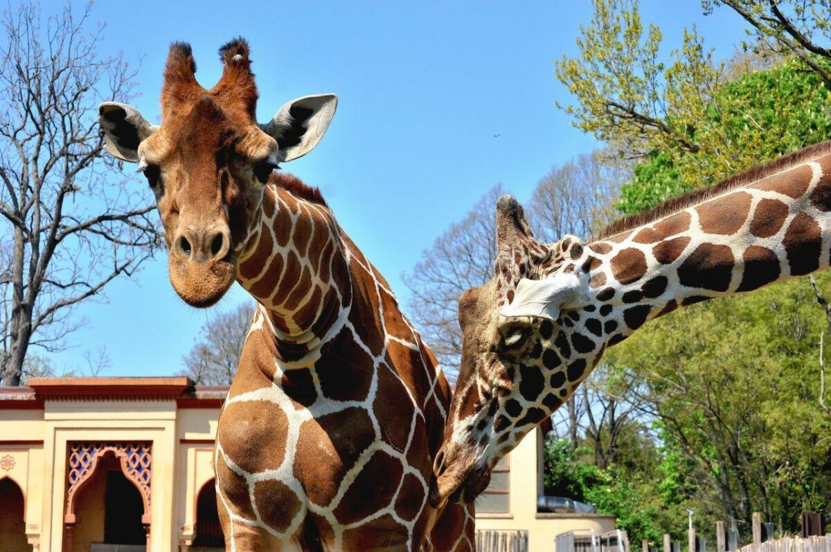 Giornata internazionale della giraffa domenica 23 giugno al Bioparco