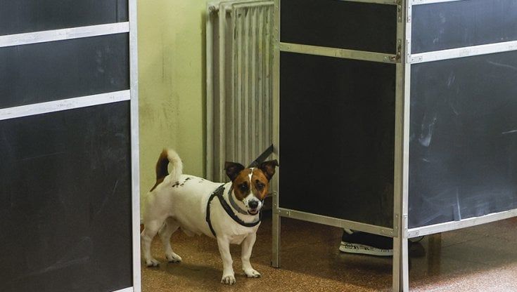 Il cane si può portarlo al seggio e nella cabina elettorale? Forse...