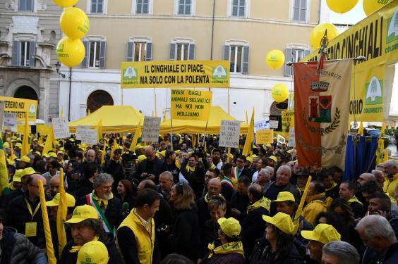 Mobilitazione Coldiretti per fermare l’invasione dei cinghiali