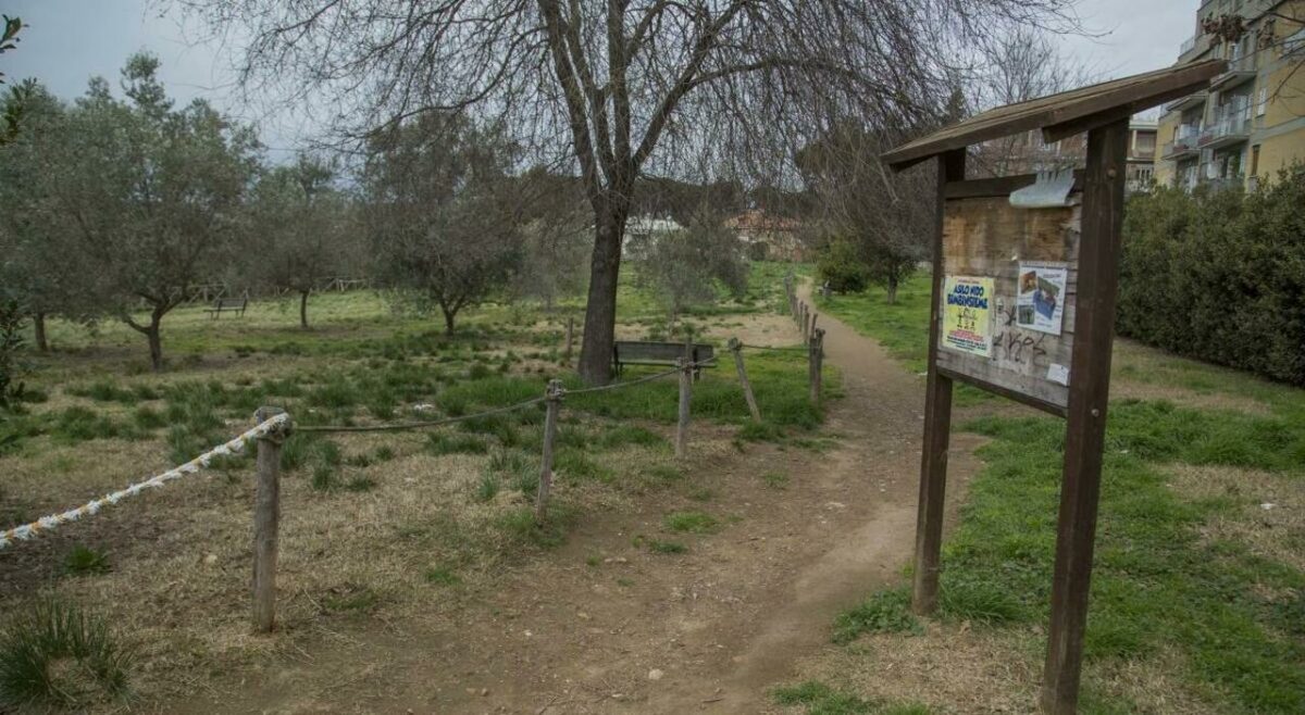 Parco Pineto abbattimento