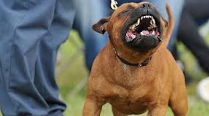 Aggredita dal pitbull a Frosinone