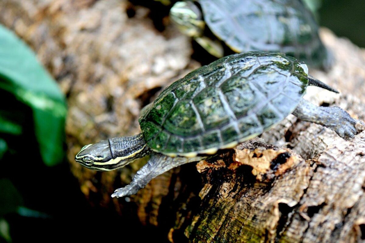 Il Bioparco di Roma aderisce alla campagna “Vietnamazing”