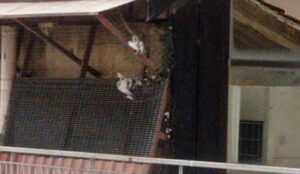 Strage di piccioni in un supermercato del quartiere Marconi