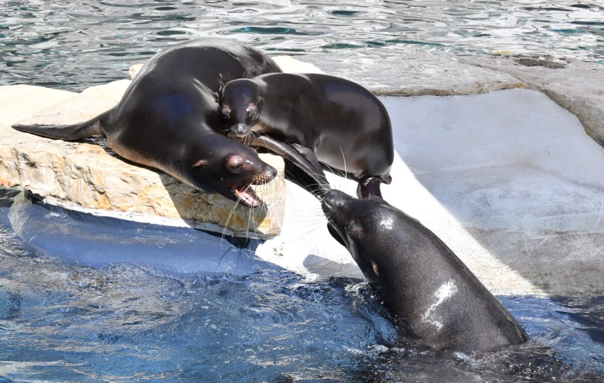 La famiglia di otarie della California del Bioparco si è allargata