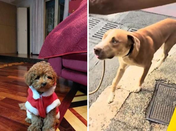 Oliver il barboncino è morto