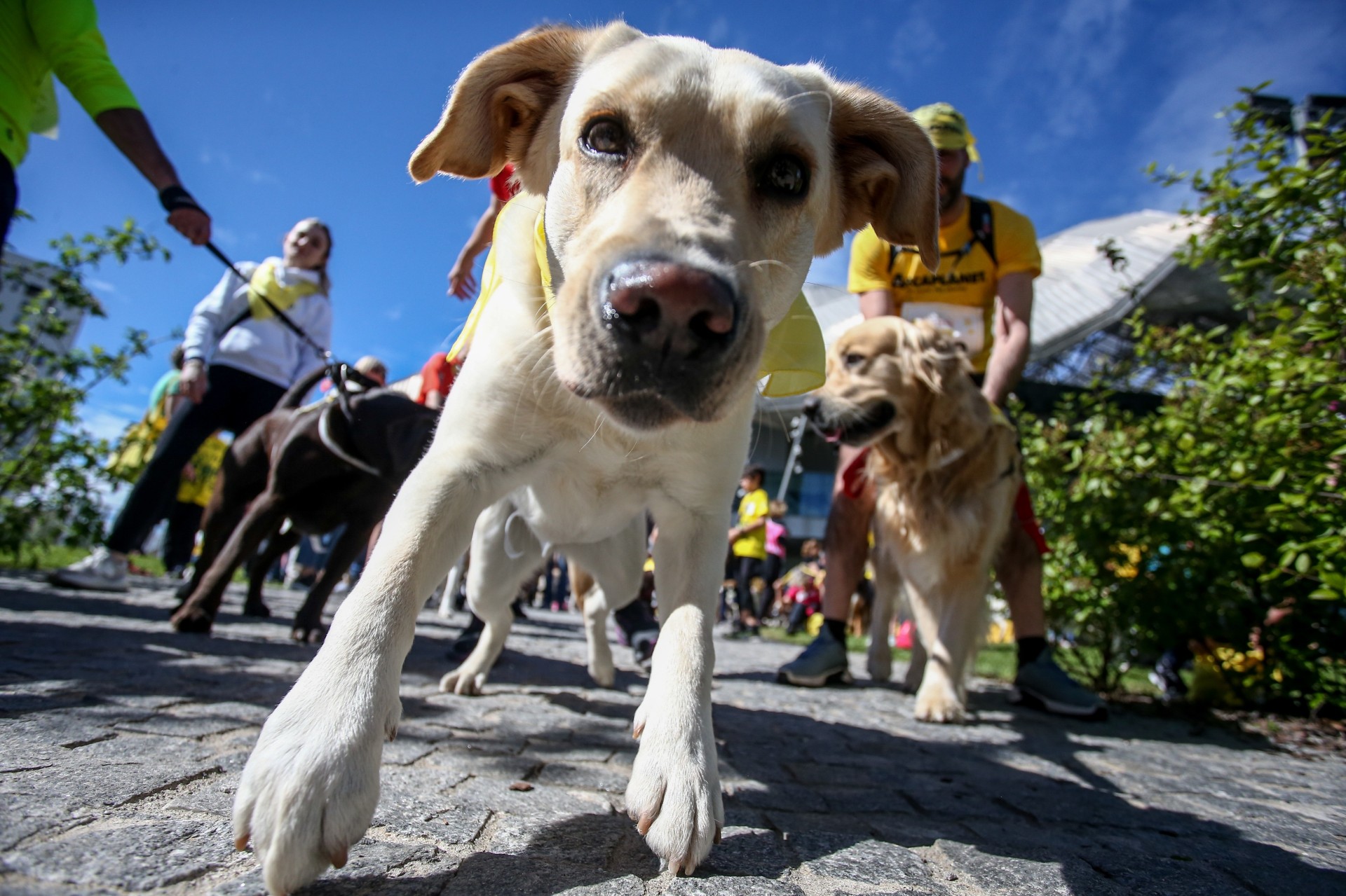 Dog Run Arcaplanet il 19 ottobre