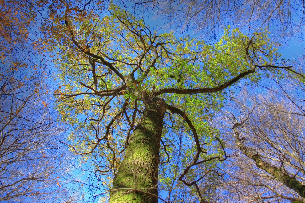 Viaggio alla scoperta della natura con l’Ente Monti Cimini