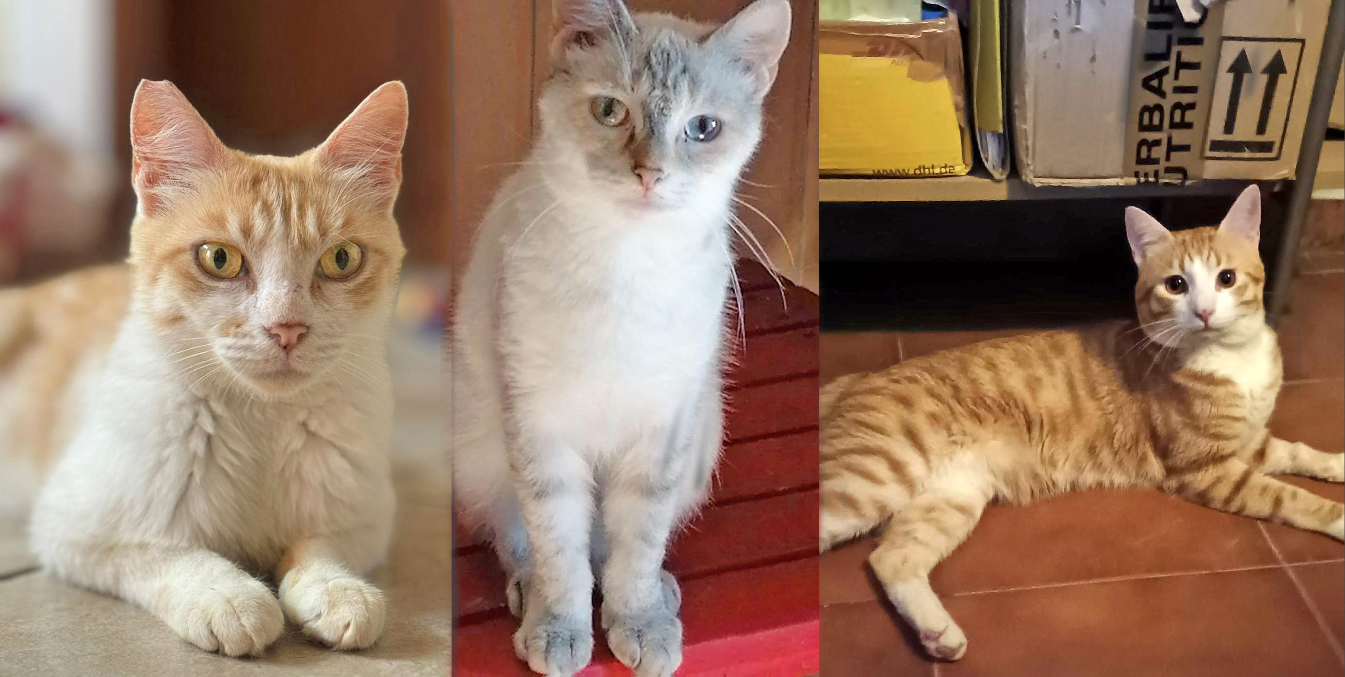 Due bellissime gatte-mamme e Billy in cerca di casa a Super Cat Show