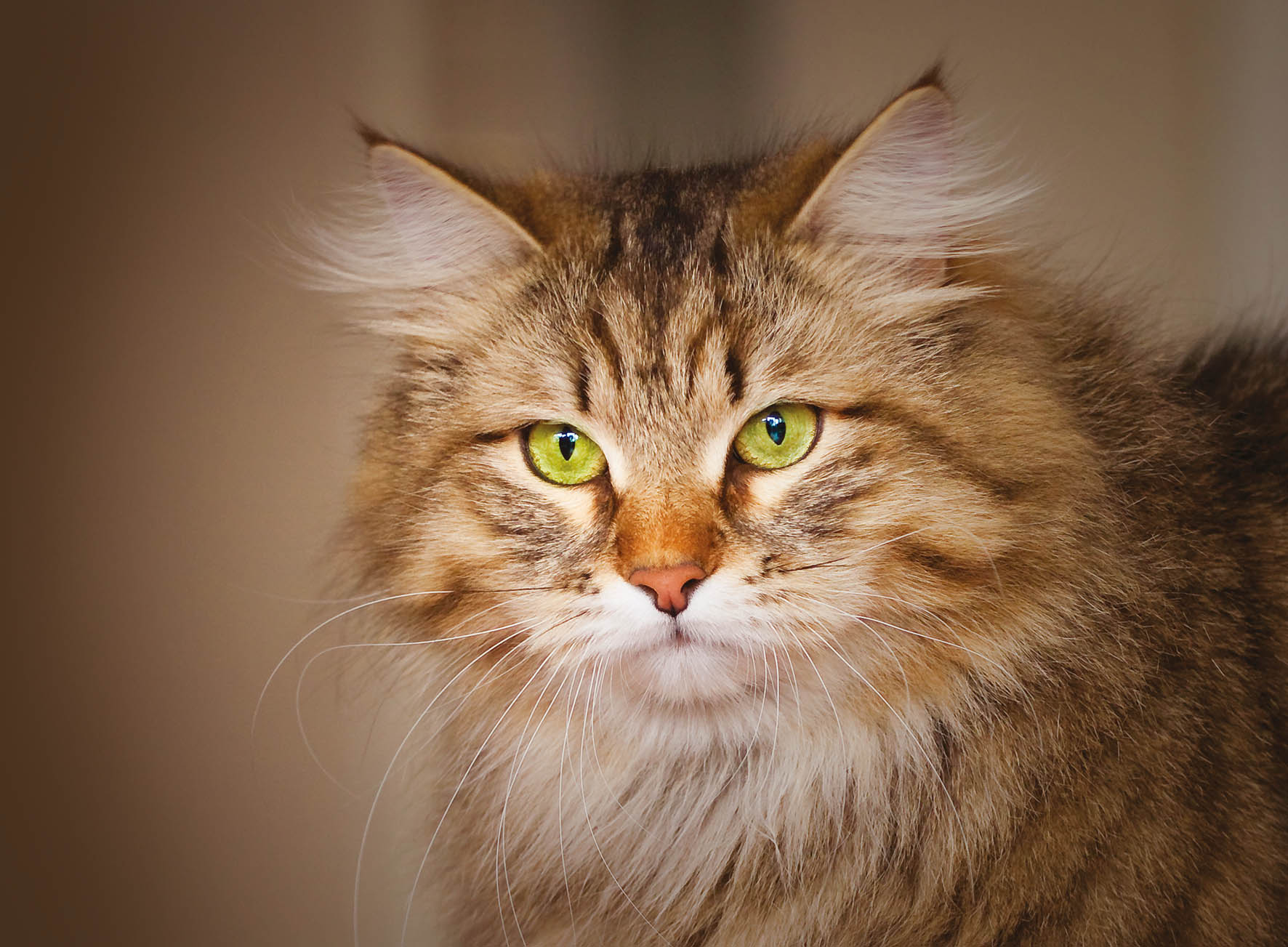 SuperCat Show alla Nuova Fiera di Roma il 16 e 17 novembre