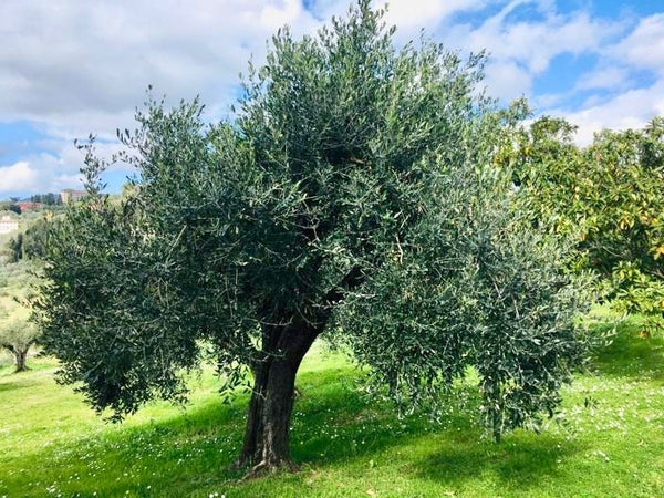 Rogna dell'ulivo: chiesta deroga per la bruciatura delle potature