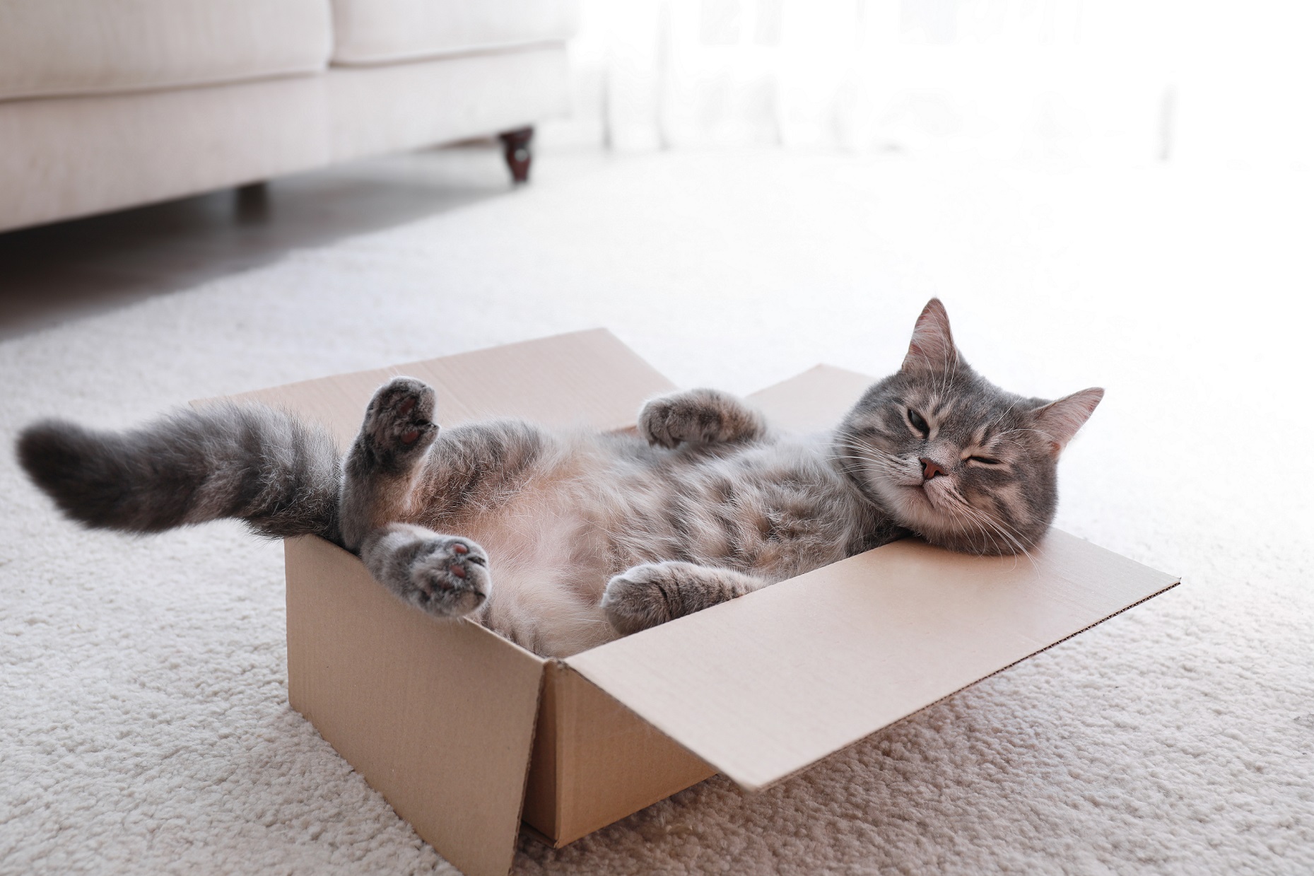 Giornata Nazionale del Gatto il 17 febbraio