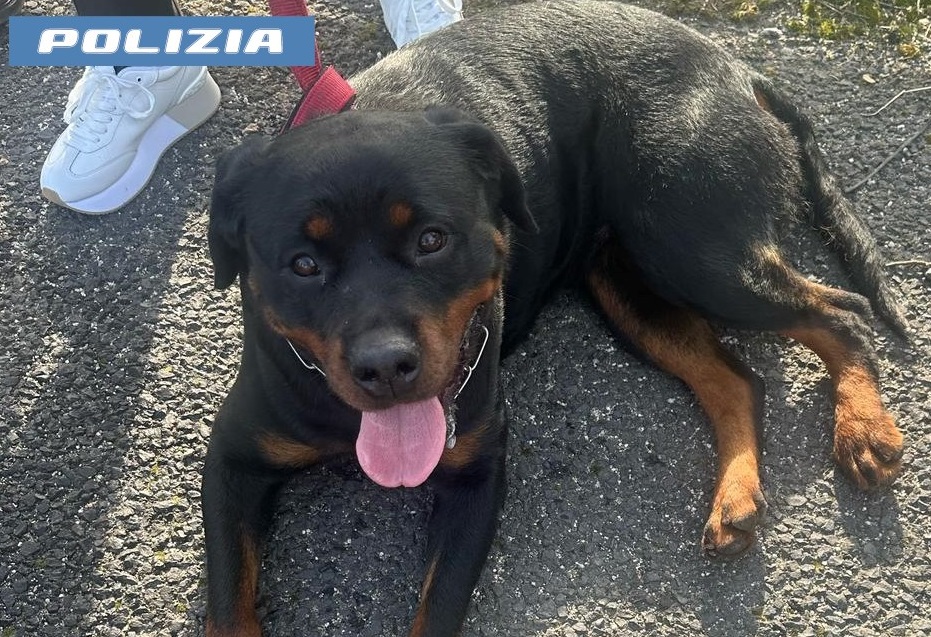 Coppia di rottweiler recuperata dalla Polizia sul GRA