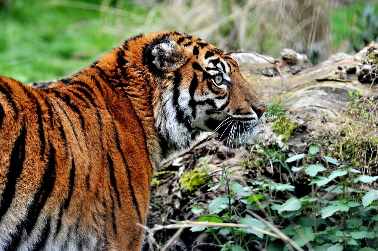Al Bioparco domenica prossima è Carnevale