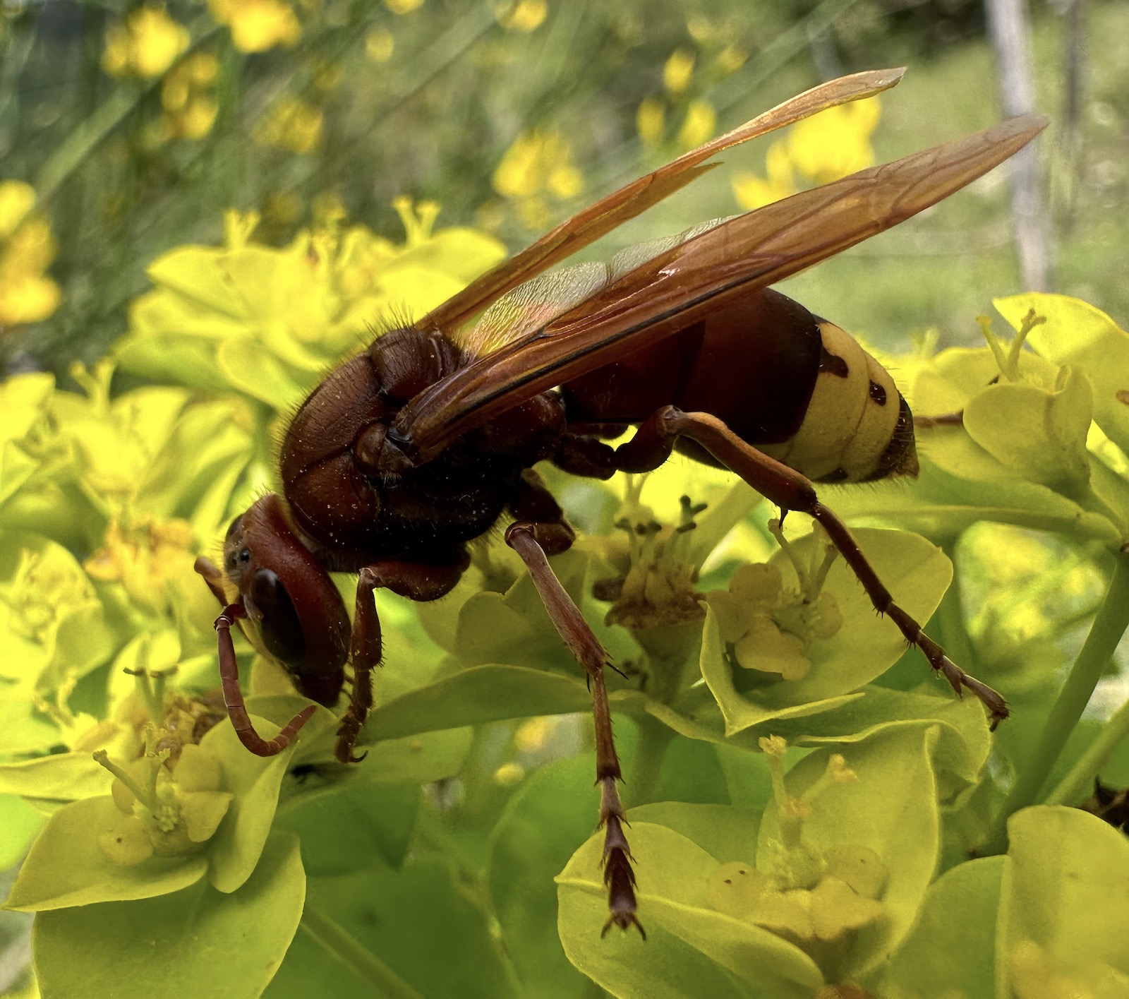 Al Polo Museale Sapienza il progetto Biodiversità Nascosta