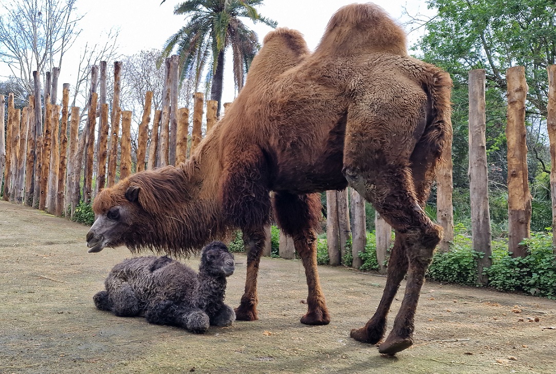 Fiocco azzurro al Bioparco: nato un maschio di cammello