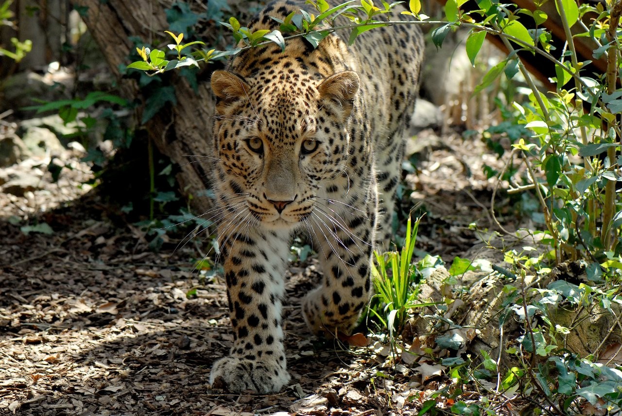 Il Bioparco aderisce alla Giornata Internazionale delle Foreste