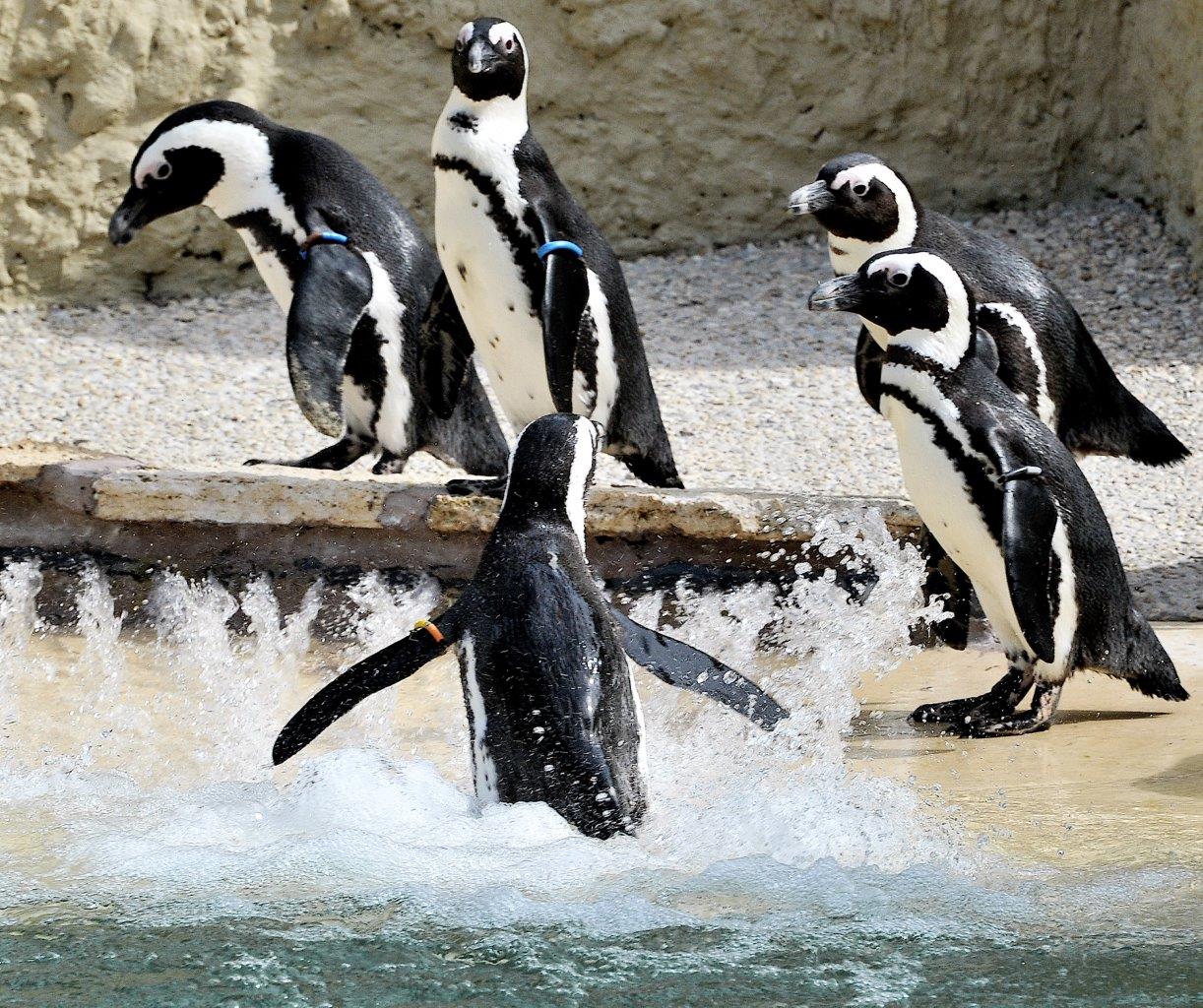 Giornata Mondiale del Pinguino al Bioparco