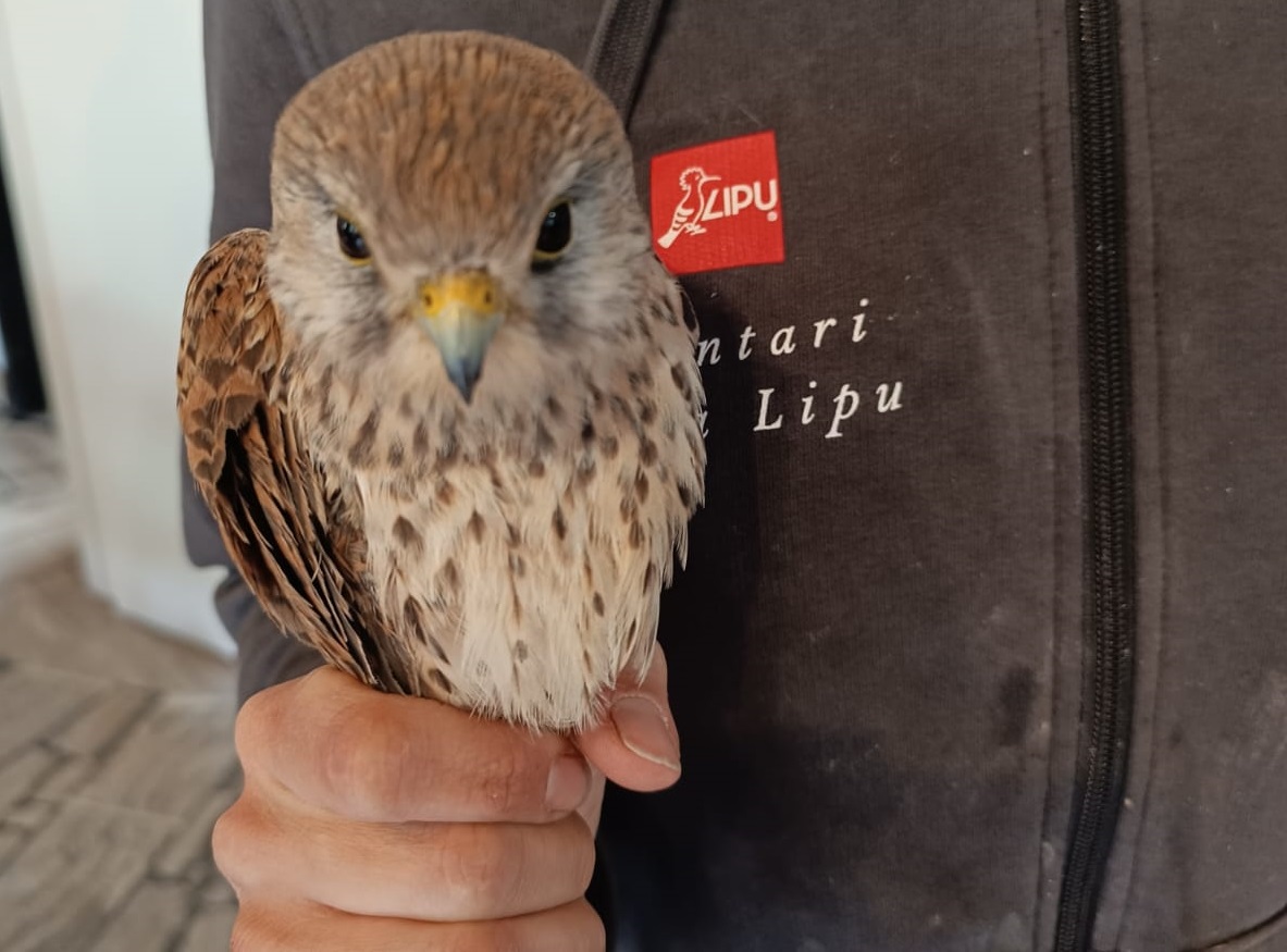 Gheppio recuperato dai Guardiaparco del Parco dei Castelli Romani