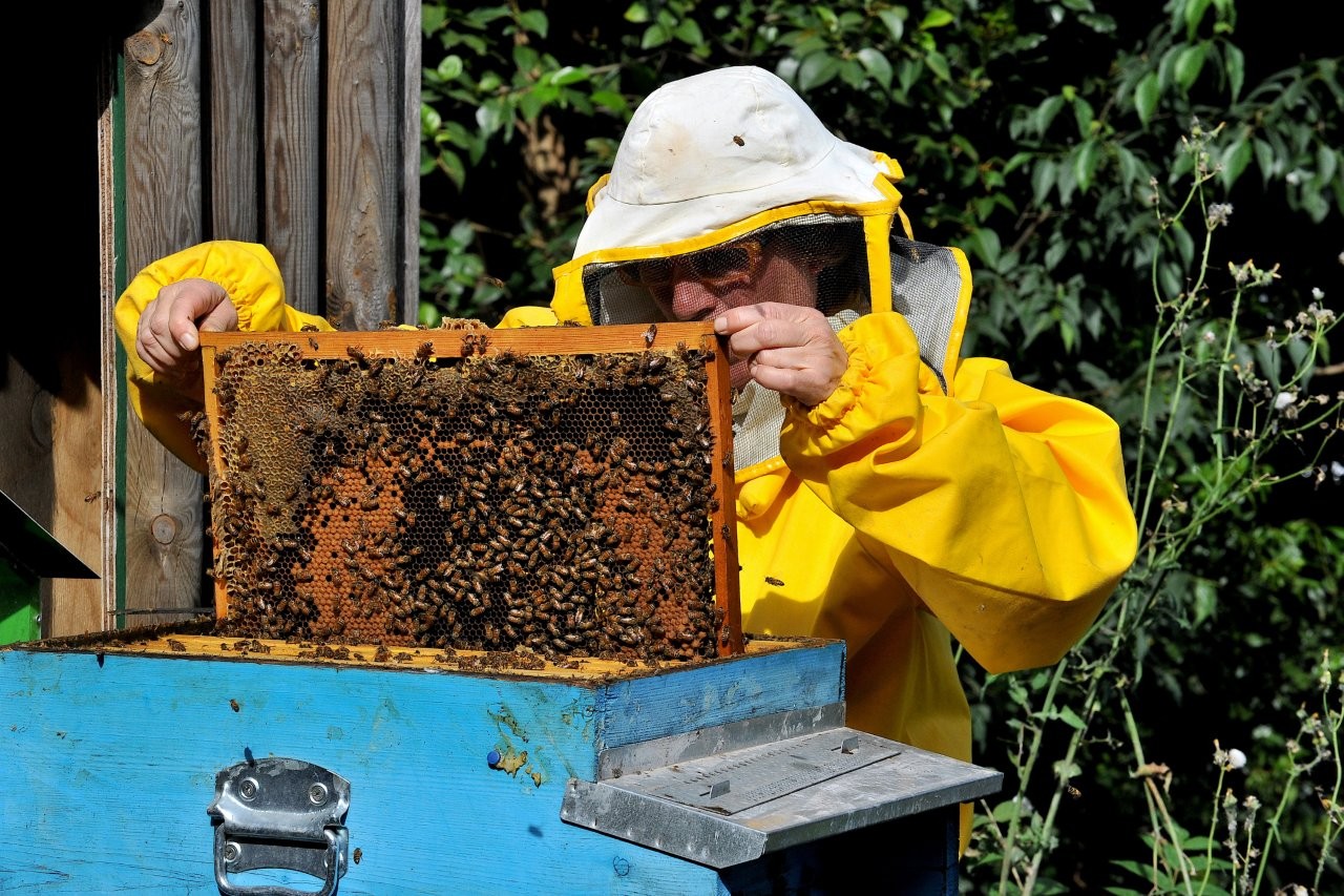 Al Bioparco la giornata ‘Api e altri insetti’ il 25 maggio