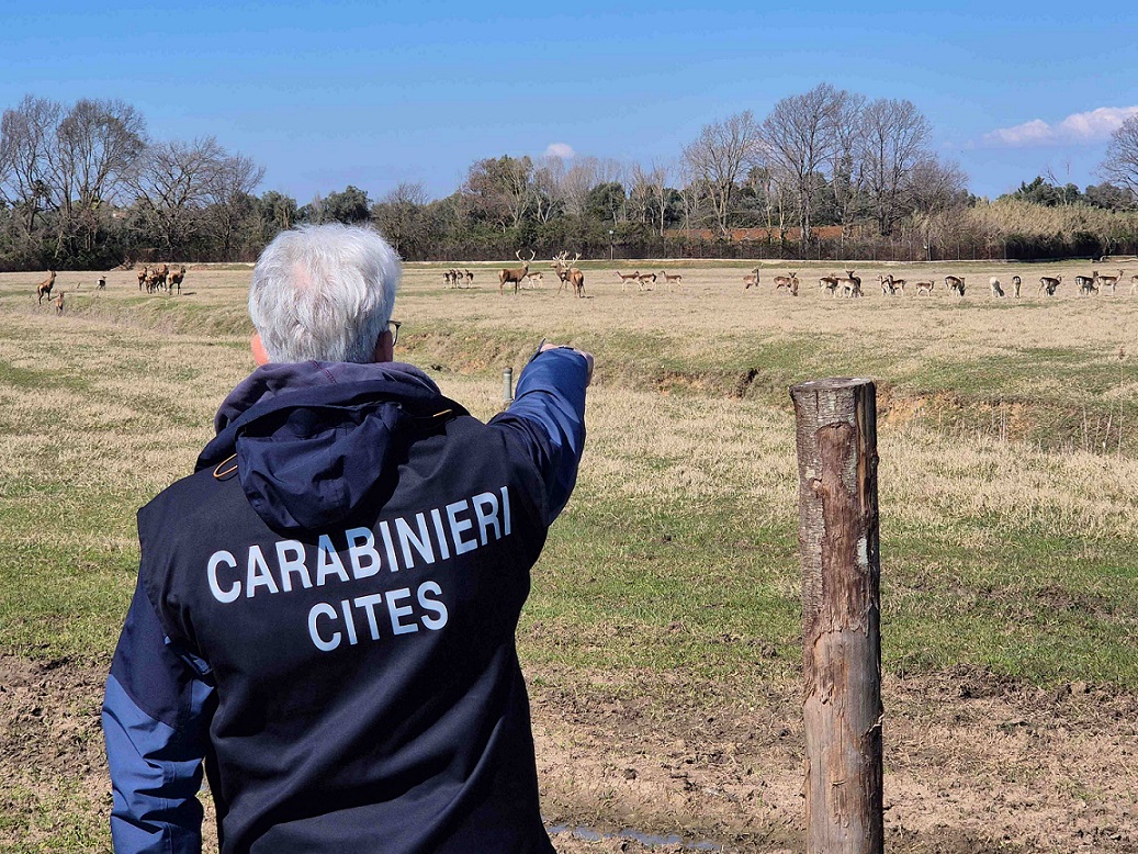 Fauna selvatica scovata in provincia di Latina dai Carabinieri Cites