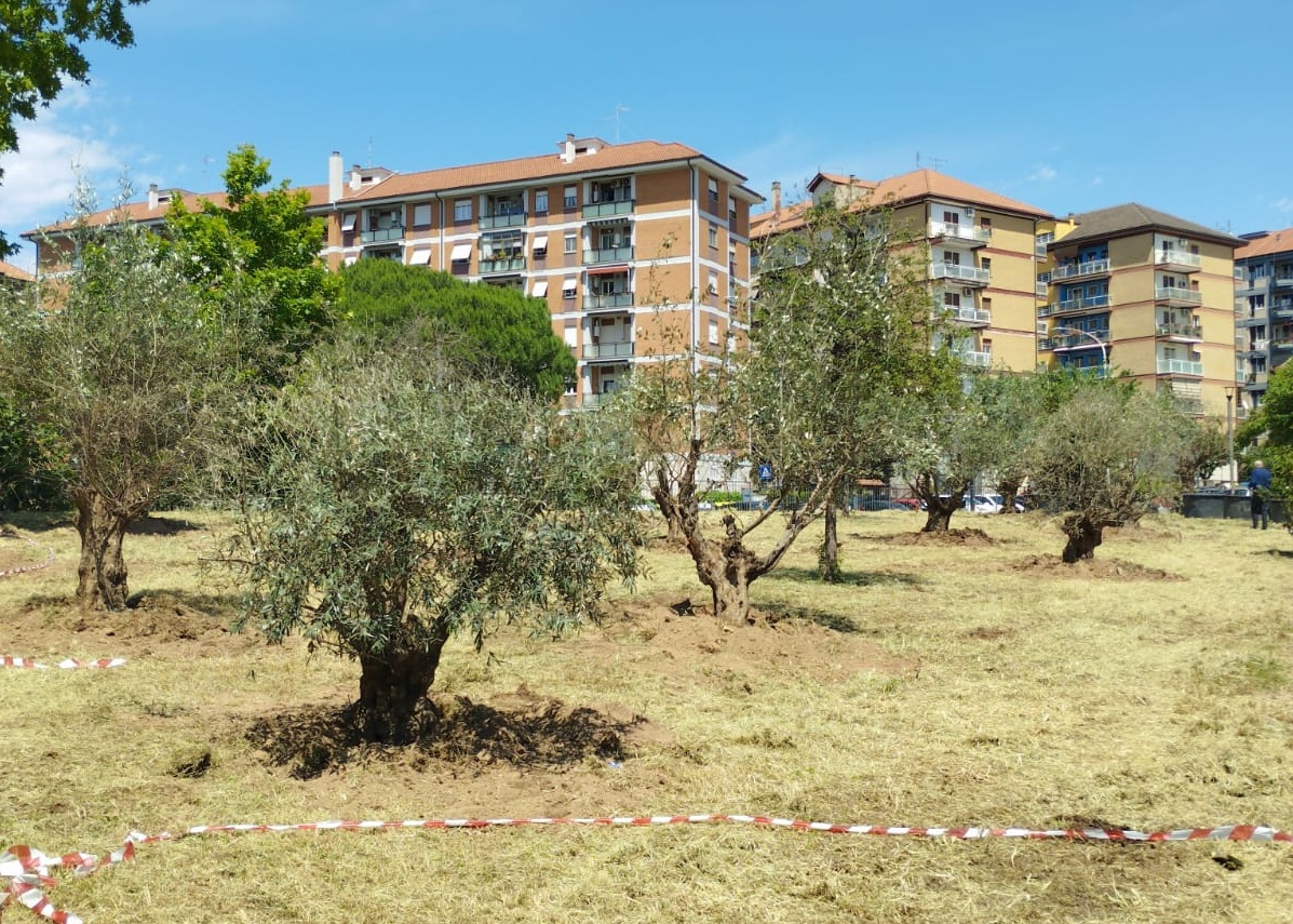Nuova vita per gli ulivi di viale Mazzini