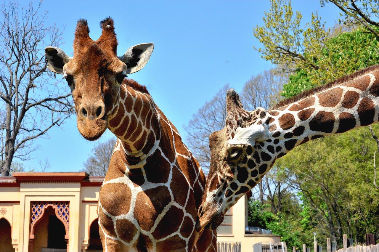 Al Bioparco giornata dedicata a ‘Sua Altezza la giraffa’ il 22 giugno