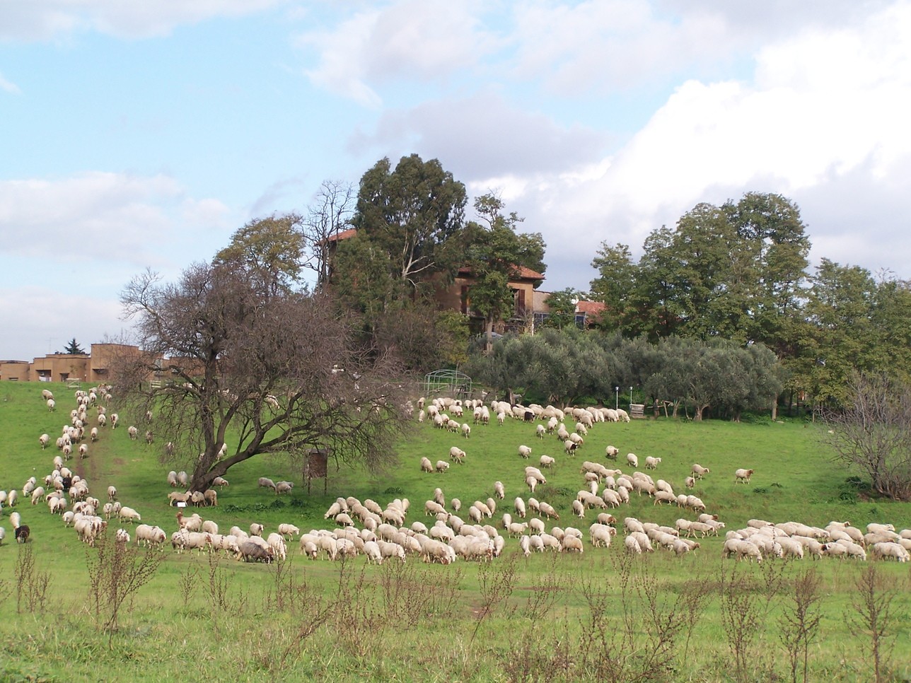 Focolai di Blue Tongue che crescono nel Lazio