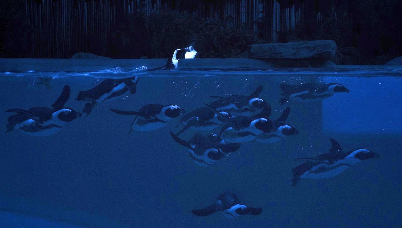 Bioparco di notte il venerdì per i Safari Night