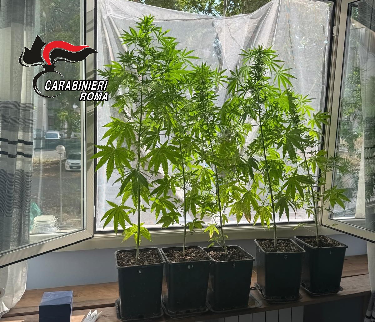 Piante di marijuana sul balcone: 69enne in manette a San Basilio