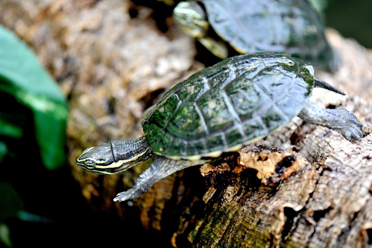 Vietnamazing il 28 settembre al Bioparco