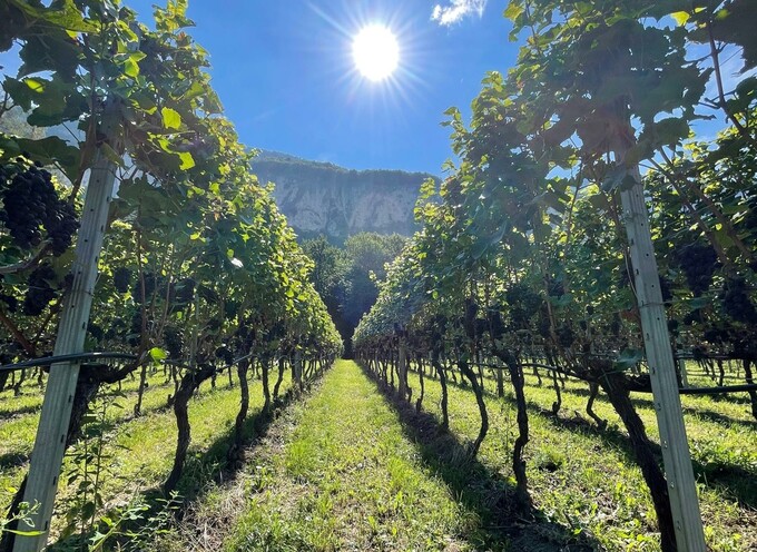 La Guida ai migliori Pinot Nero italiani di Vinodabere.it