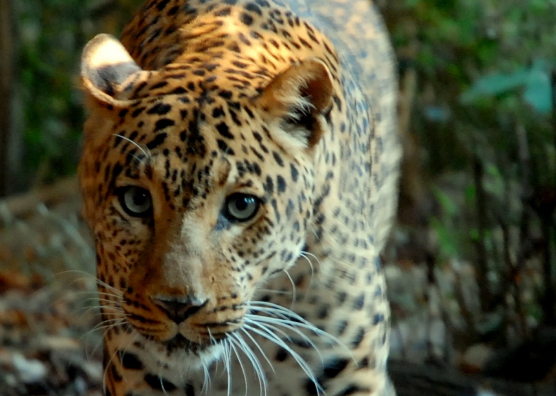 Banca del Fucino entra nella Fondazione Bioparco di Roma