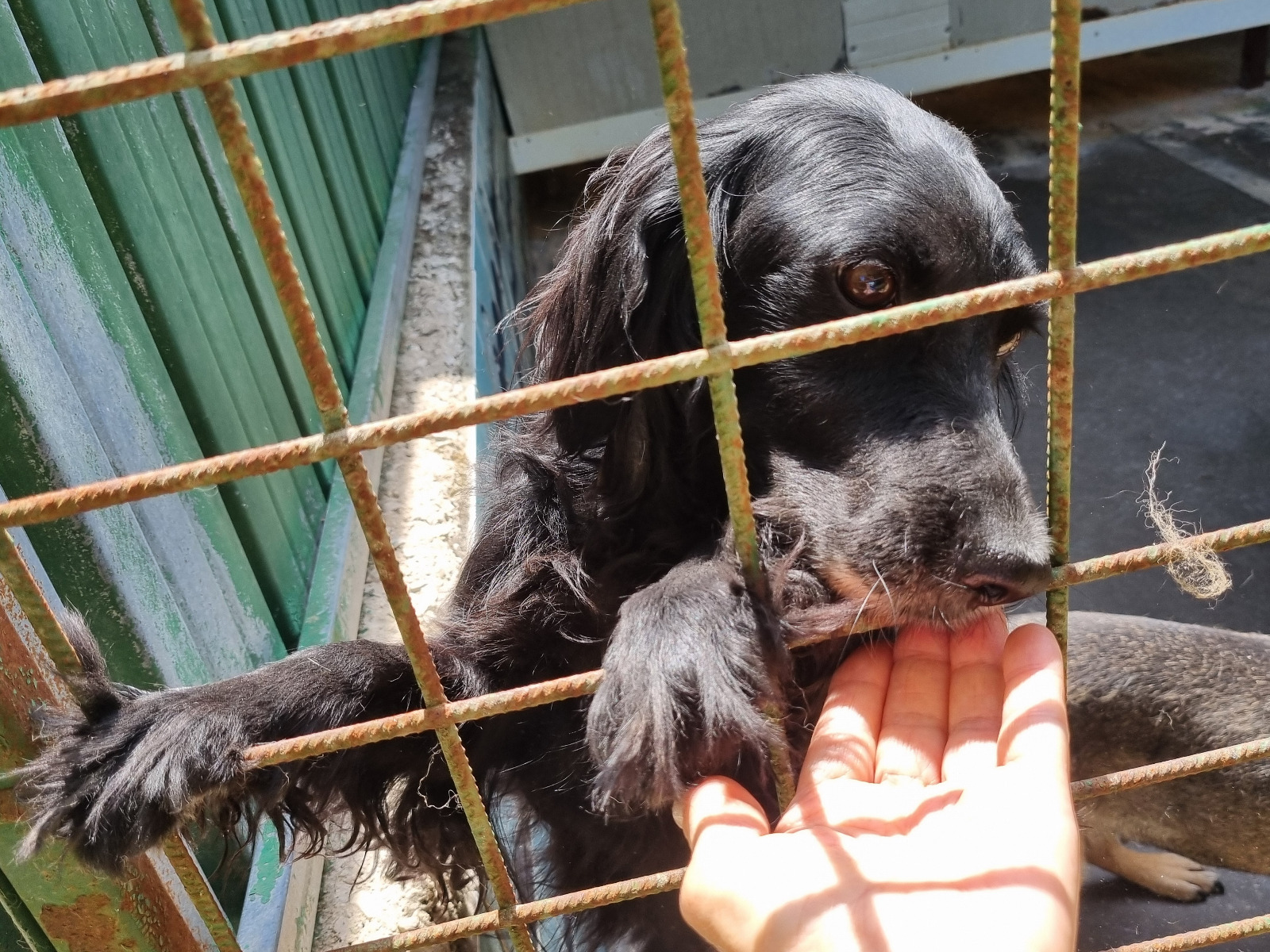 L’associazione di protezione animale ACL Odv invita a "Doggy Tea Time"