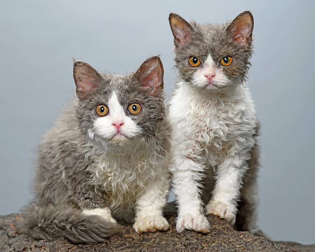 Gatti rari al SuperCat Show 2025