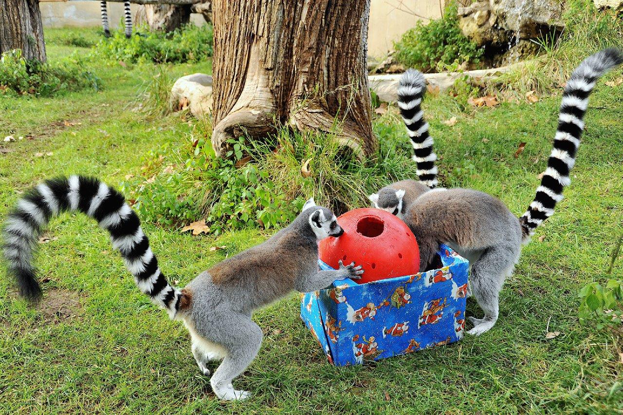 Dal Bioparco tanti appuntamenti per le festività natalizie