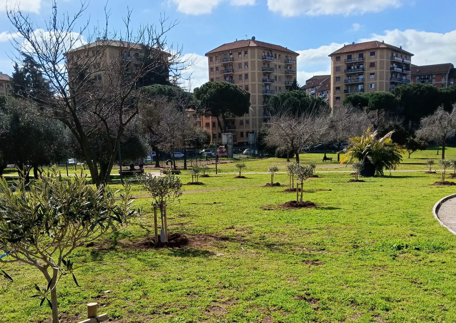 Al Parco dei Romanisti arrivano 17 nuovi ulivi