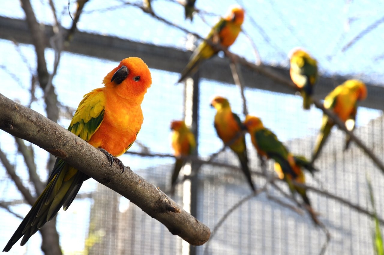Il Bioparco aderisce alla Giornata Internazionale delle Foreste