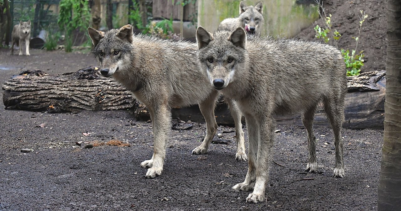 Al Bioparco quattro giovani di lupo grigio eurasiatico