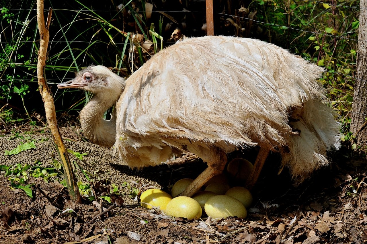 Pasqua al Bioparco con BIOcaccia alle ovette